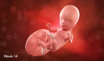 تصویر جنین در هفته چهاردهم بارداری