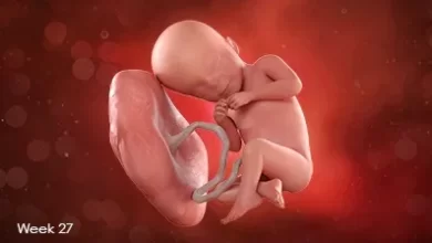 تصویر جنین در هفته بیست و هفتم بارداری