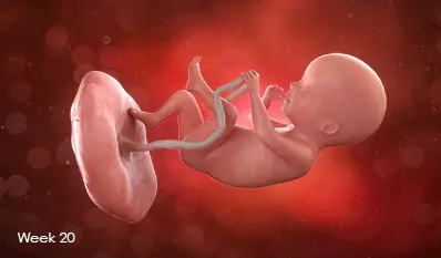 جنین در هفته بیستم بارداری با دست بند ناف را گرفته