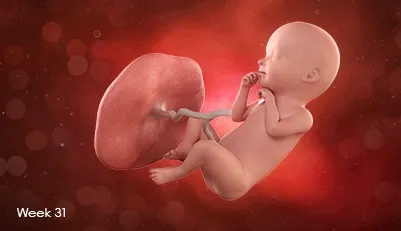 تصویر جنین در هفته سی و یکم بارداری در حال مکیدن انگشتش