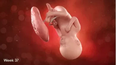 تصویر جنین در هفته سی و هفتم بارداری