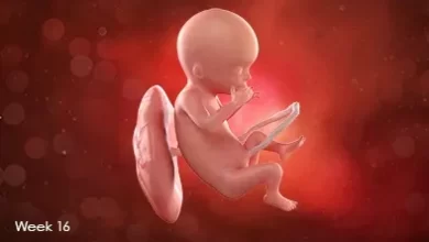 تقویم بارداری: جنین در هفته شانزدهم بارداری