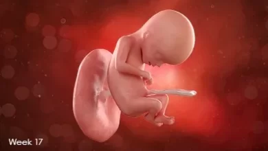 تقویم بارداری: جنین در هفته هفدهم بارداری