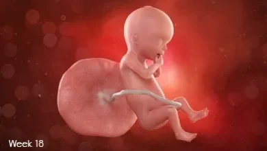 تقویم بارداری: جنین در هفته هجدهم بارداری