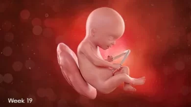 تقویم بارداری: جنین در هفته نوزدهم بارداری