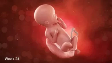 تقویم بارداری: جنین در هفته 24 بارداری