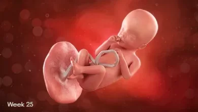 تقویم بارداری: جنین در هفته 25 بارداری
