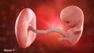 تقویم بارداری: جنین در هفته نهم بارداری