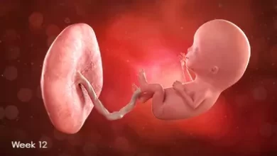 تقویم بارداری: جنین در هفته دوازدهم بارداری
