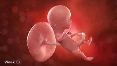 تقویم بارداری: جنین در هفته سیزدهم بارداری
