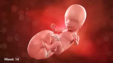 تقویم بارداری: جنین در هفته چهاردهم بارداری