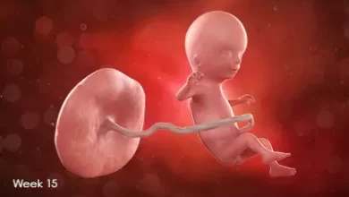 تقویم بارداری: جنین در هفته پانزدهم بارداری