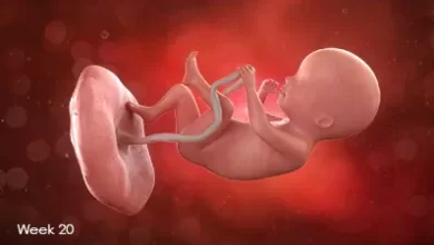 تقویم بارداری: جنین در هفته بیستم بارداری